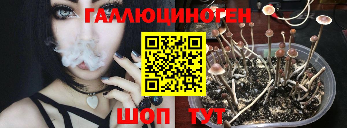 Галлюциногенные грибы Psilocybe Алексин